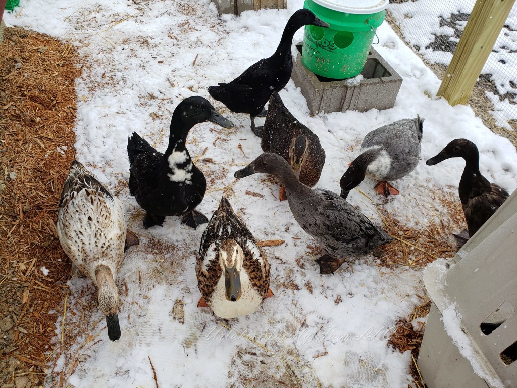 Urlakis Family Flock- Our Duck Flock © Urlakis Family Farm, 2021-2023, unauthorized use is prohibited