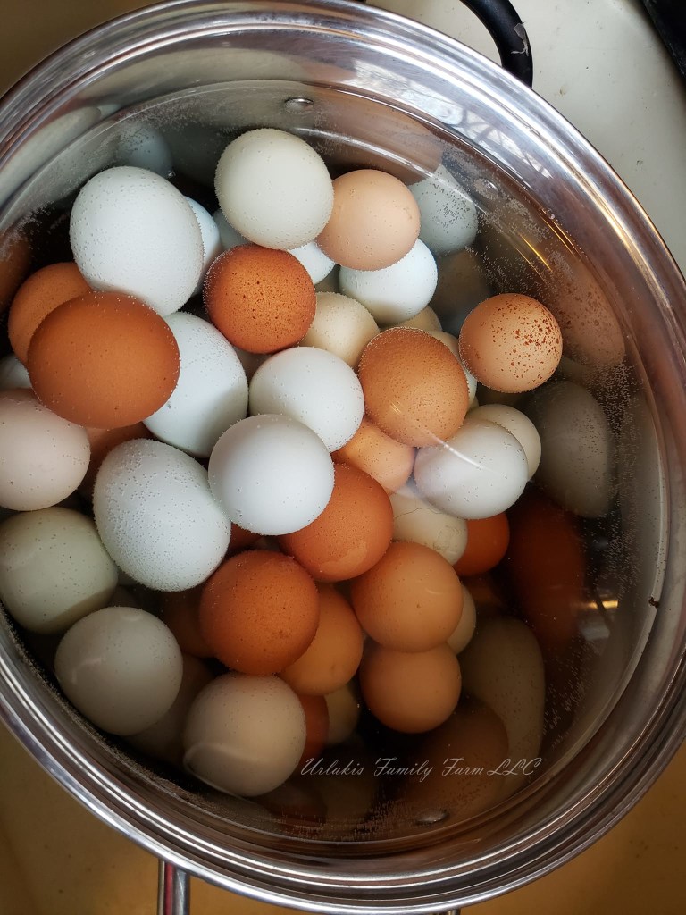Hardboiled delicious! Urlakis Family Farm Fresh Chicken Eggs! © Urlakis Family Farm, 2021-2023, unauthorized use is prohibited