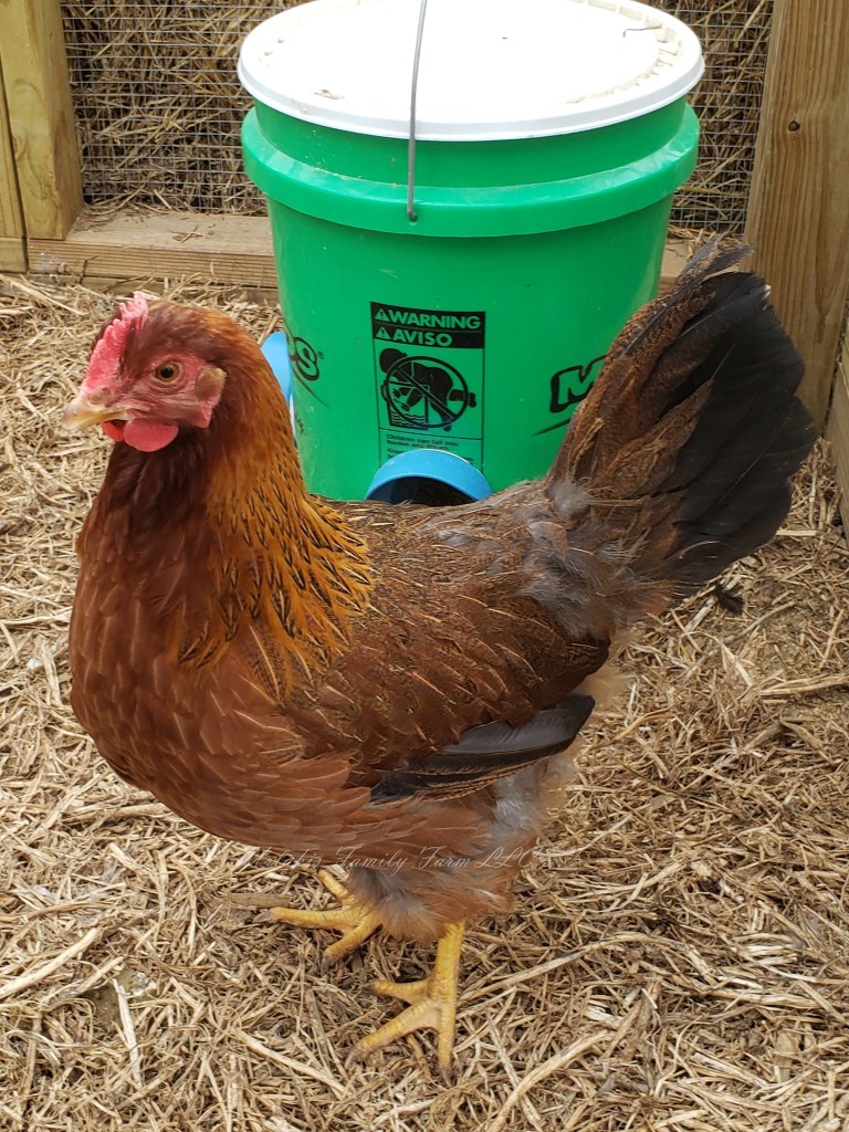 "Lady Jane" - Urlakis Family Farm Fresh Eggs. © Urlakis Family Farm, 2021-2023, unauthorized use is prohibited