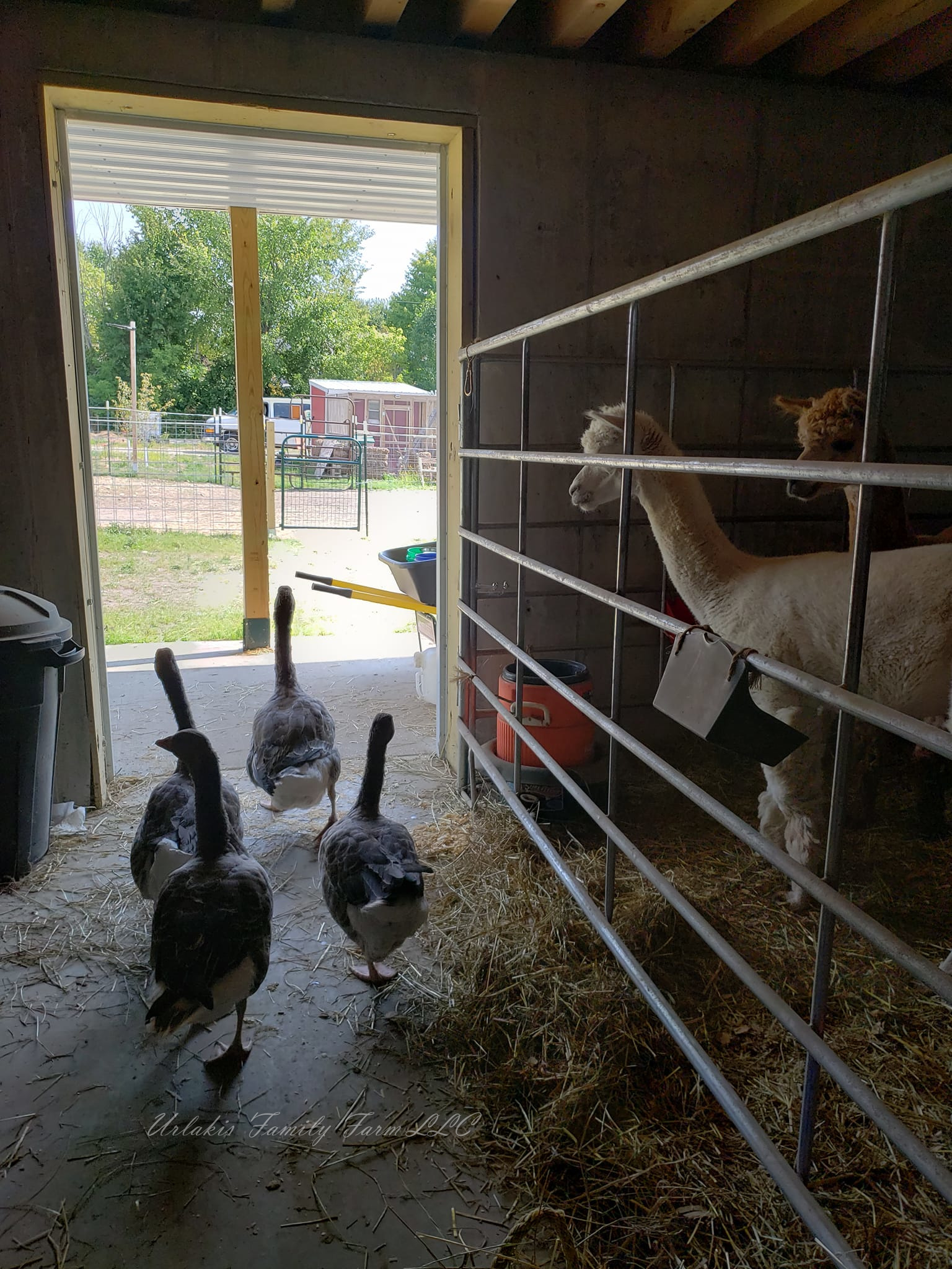 ©UrlakisFamilyFarm2025, unauthorized use prohibited