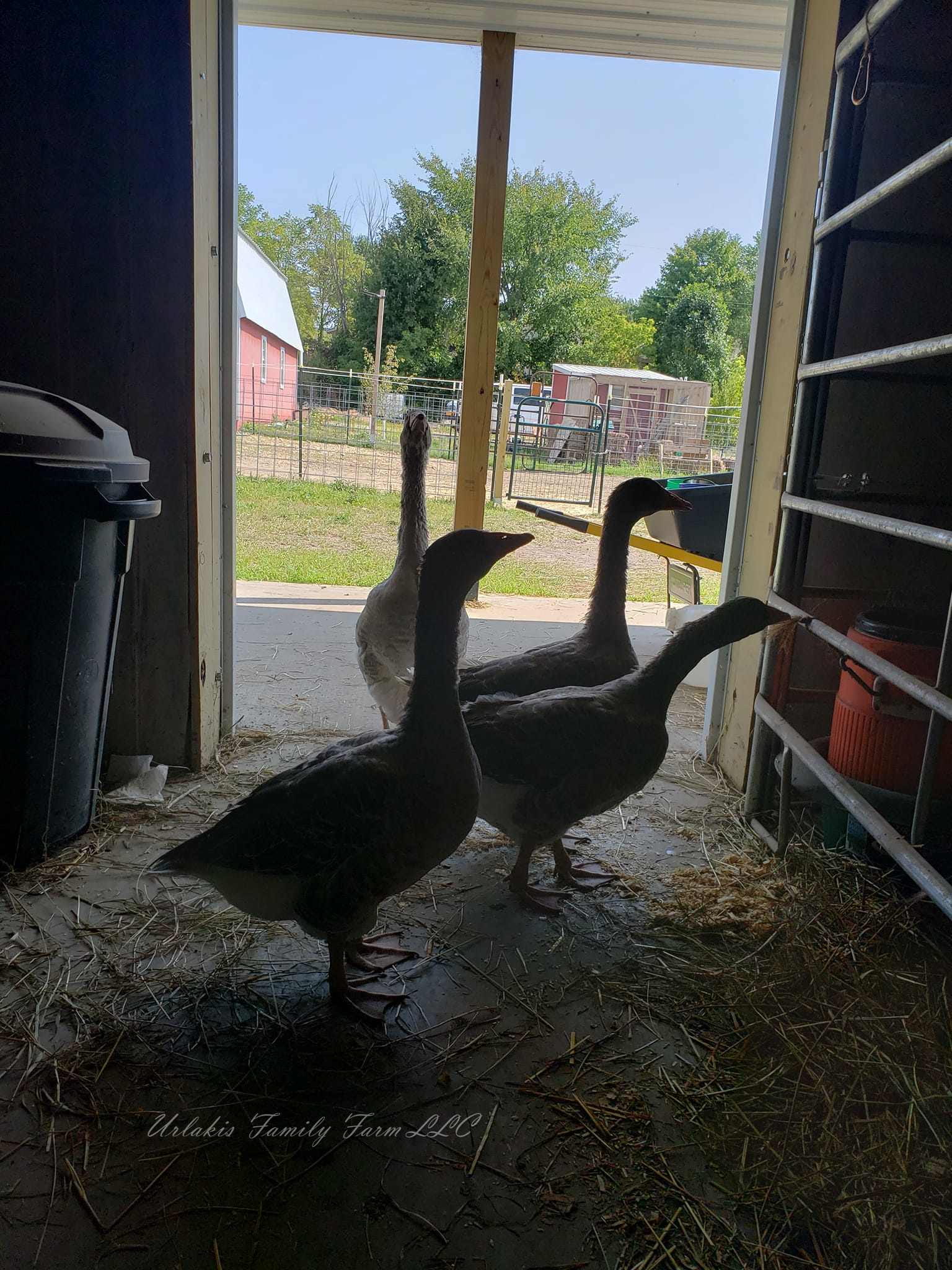 ©UrlakisFamilyFarm2025, unauthorized use prohibited