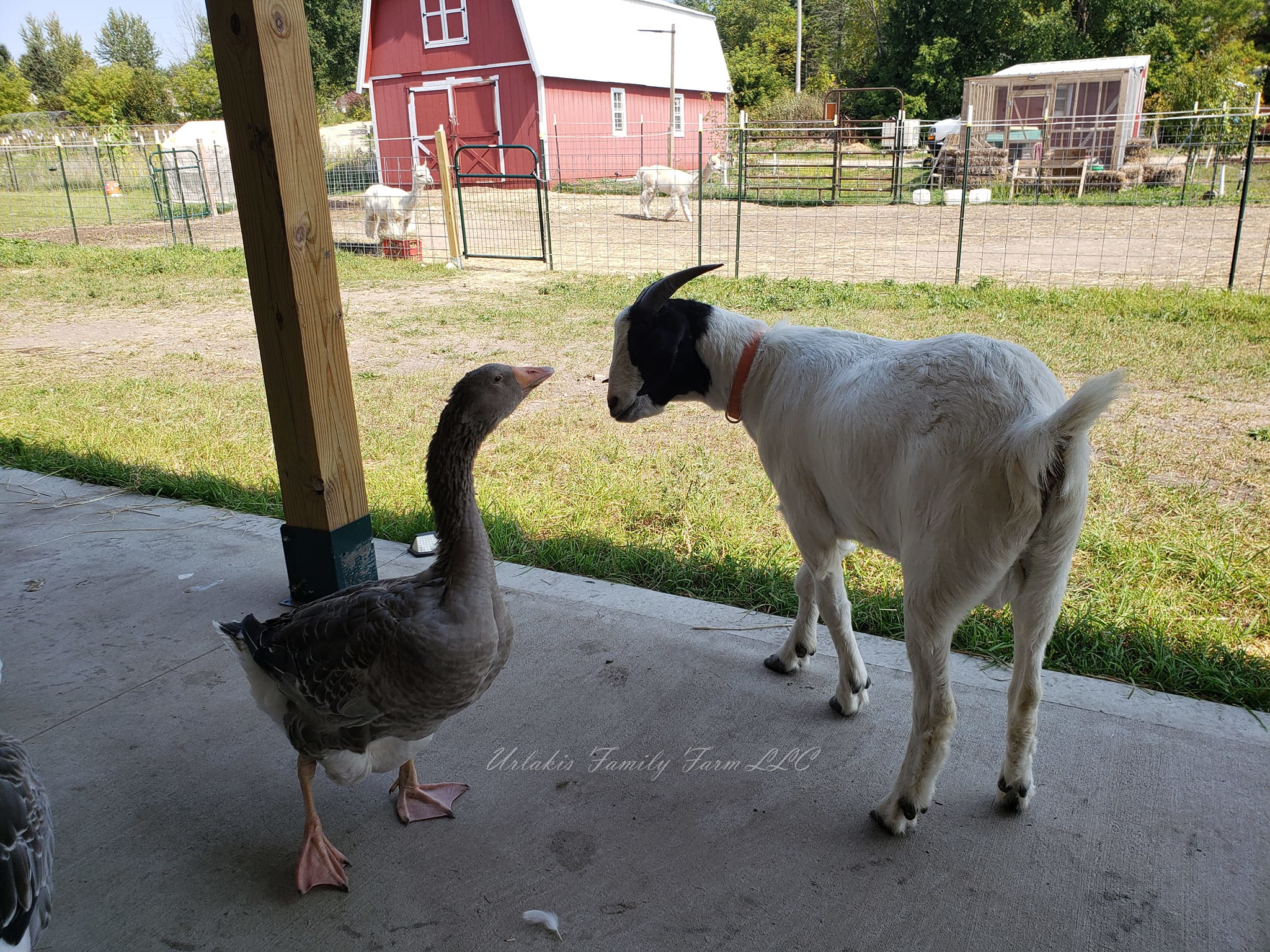 ©UrlakisFamilyFarm2025, unauthorized use prohibited