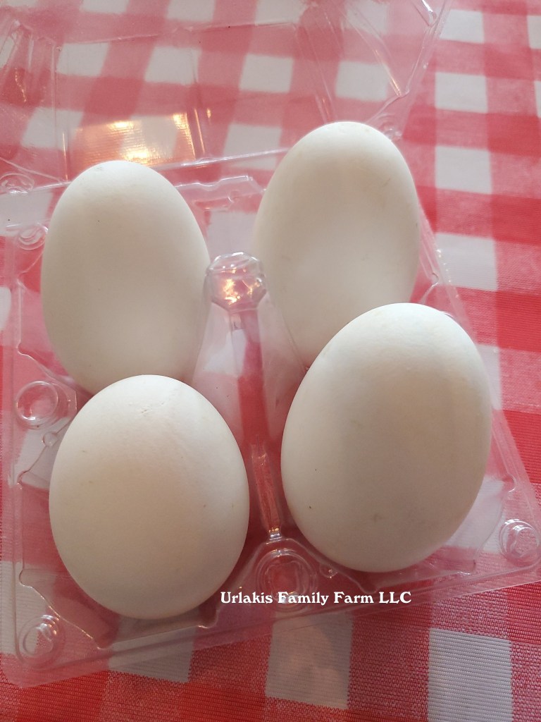 ©UrlakisFamilyFarm2025, unauthorized use prohibited