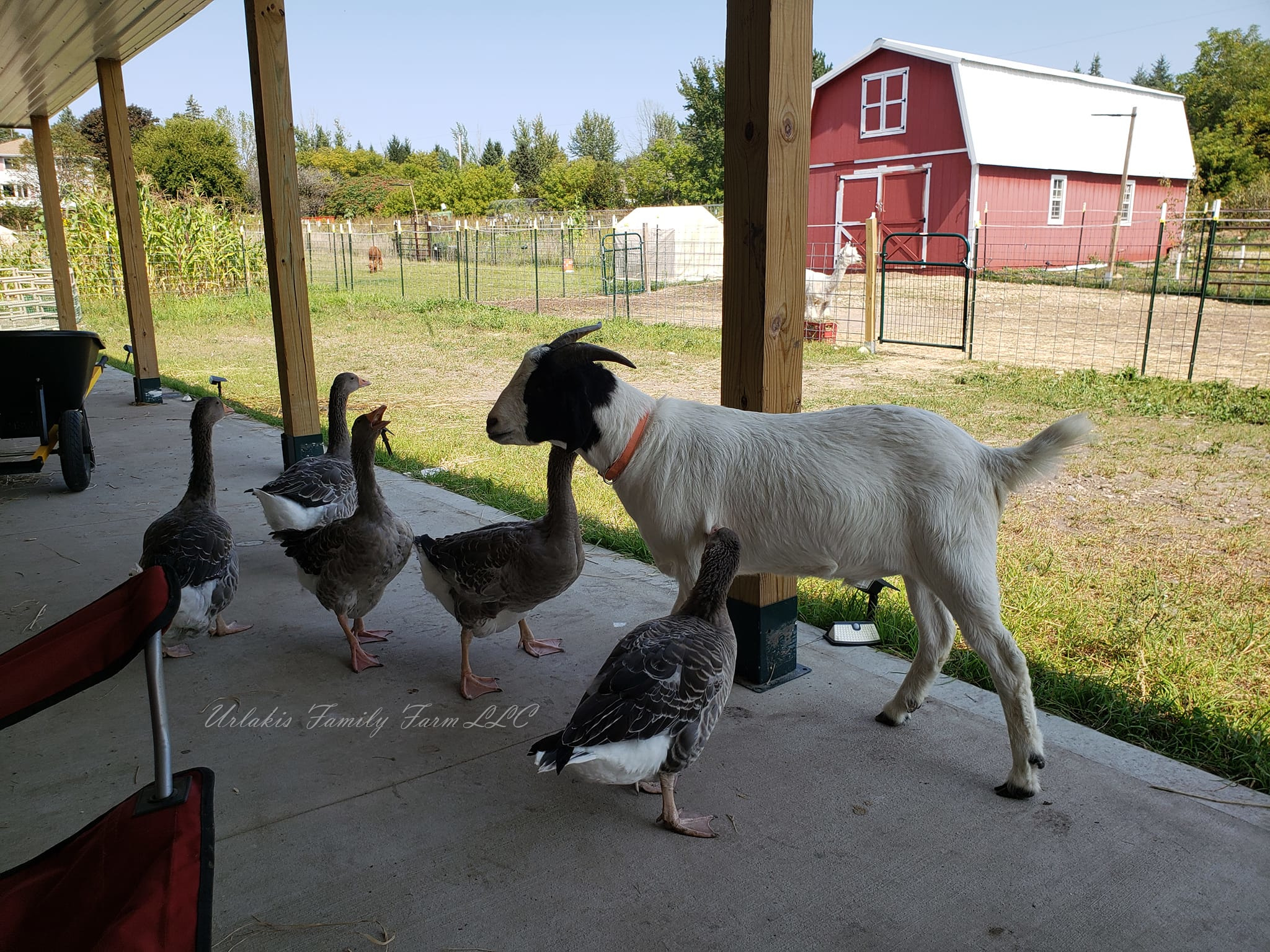 ©UrlakisFamilyFarm2025, unauthorized use prohibited