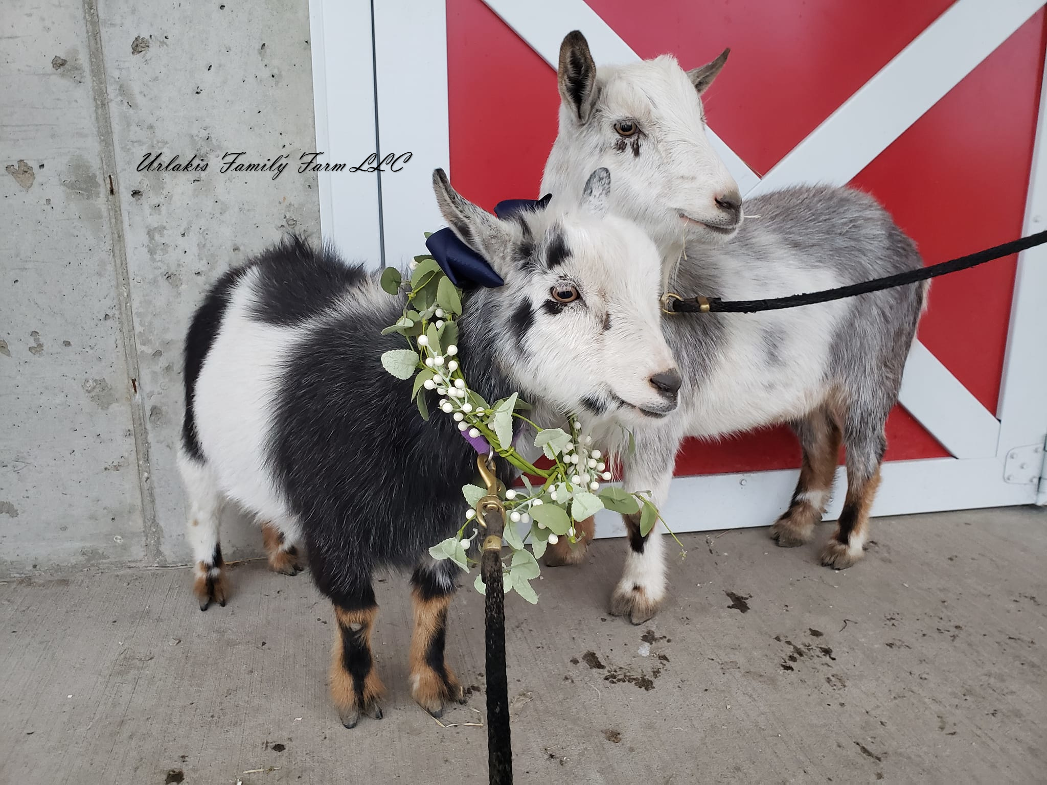 ©UrlakisFamilyFarm2025, unauthorized use prohibited