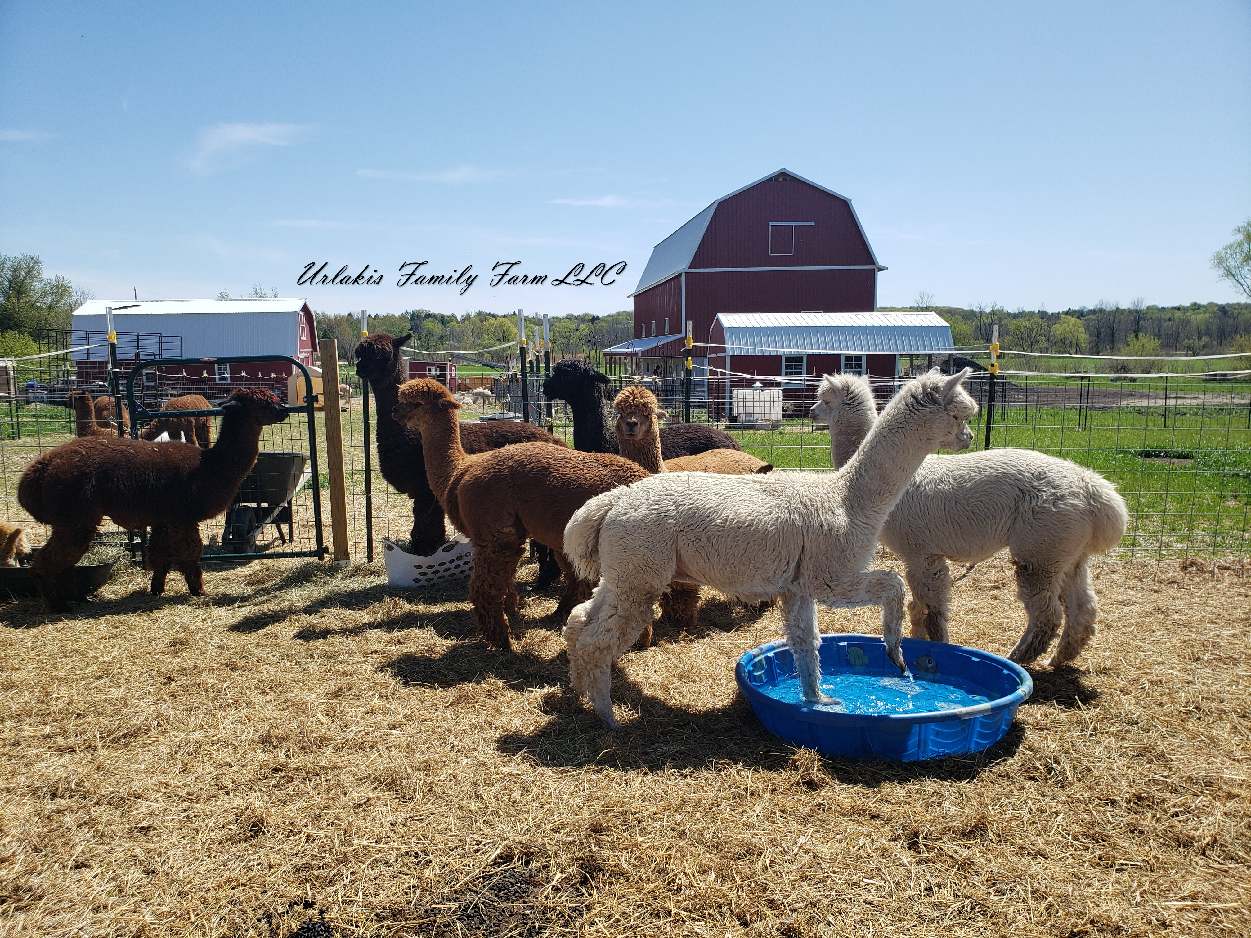 ©UrlakisFamilyFarm2025, unauthorized use prohibited