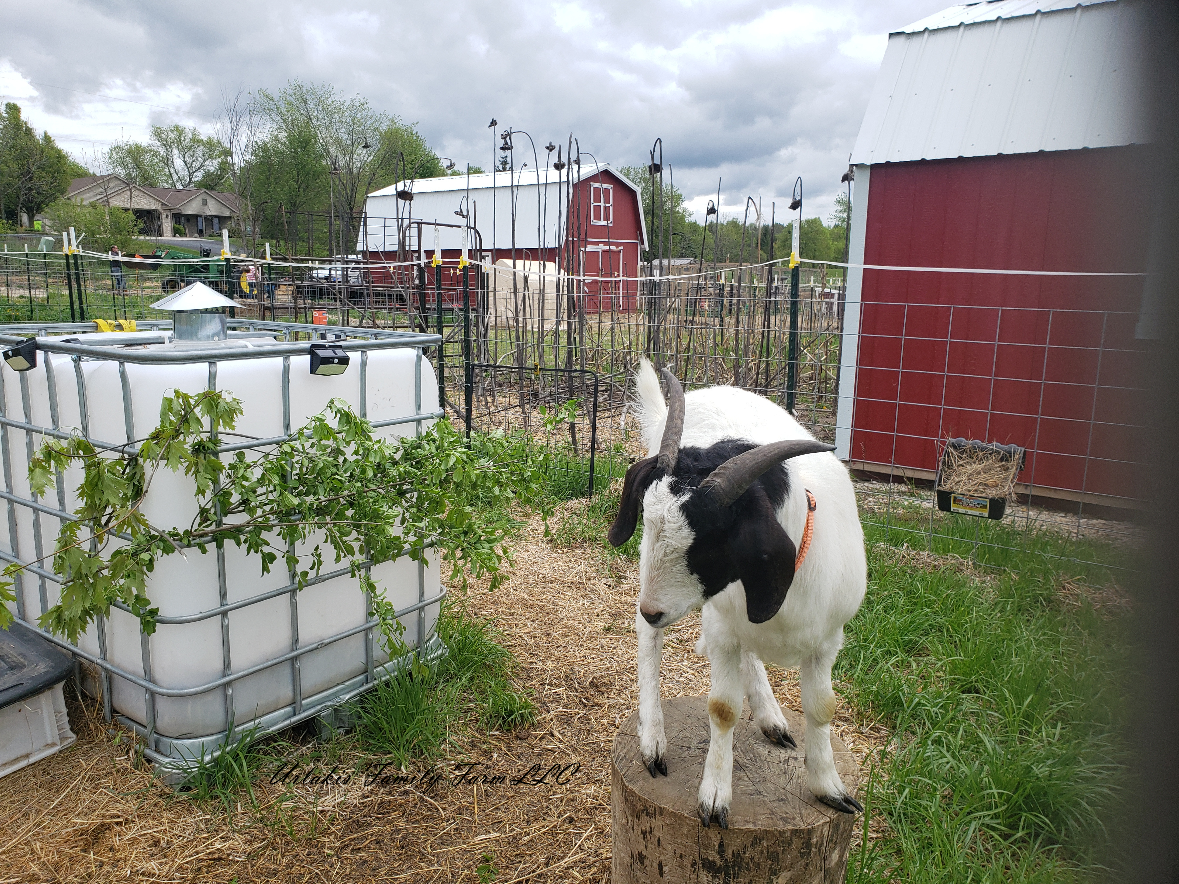 ©UrlakisFamilyFarm2025, unauthorized use prohibited