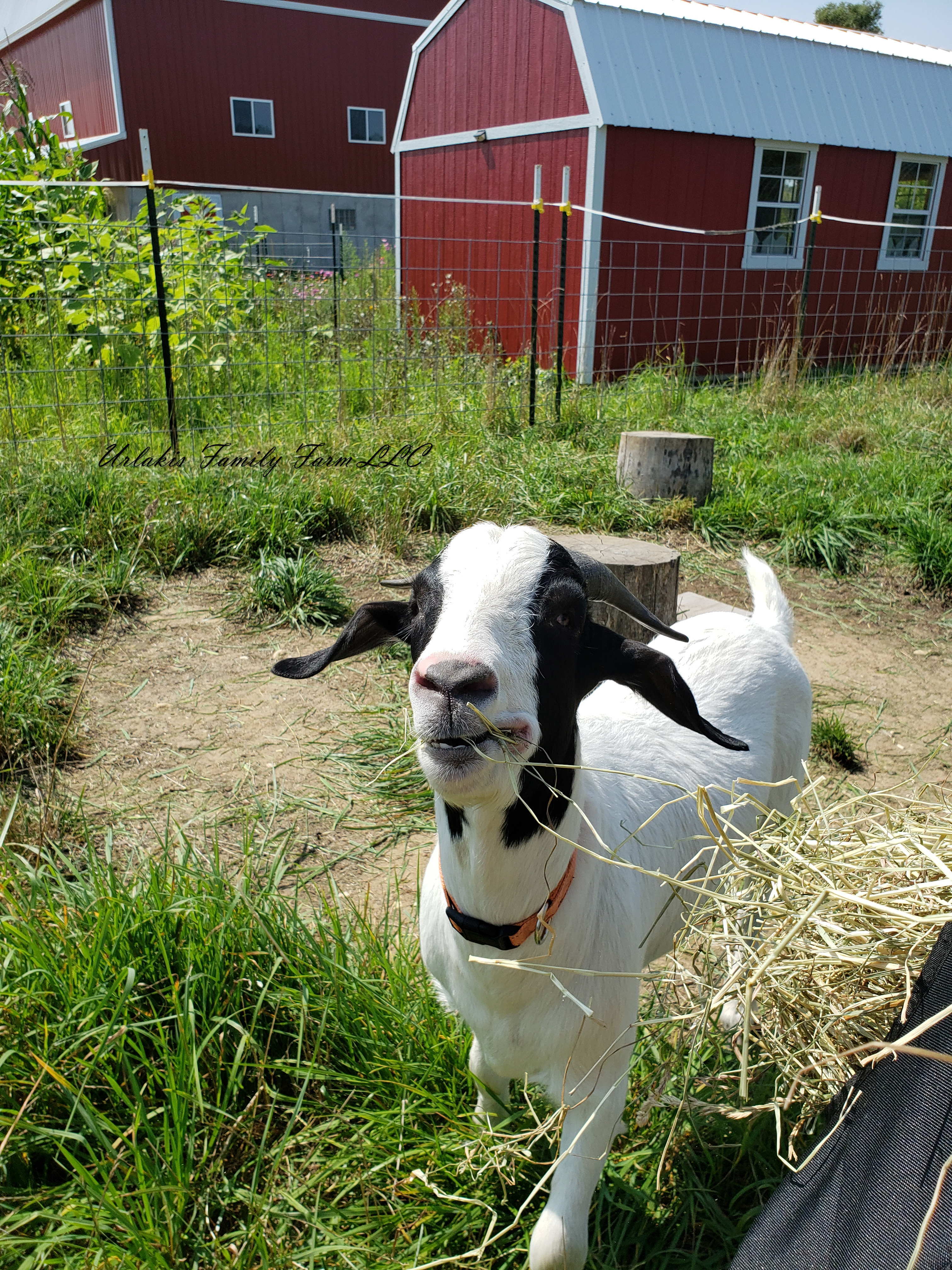 ©UrlakisFamilyFarm2025, unauthorized use prohibited