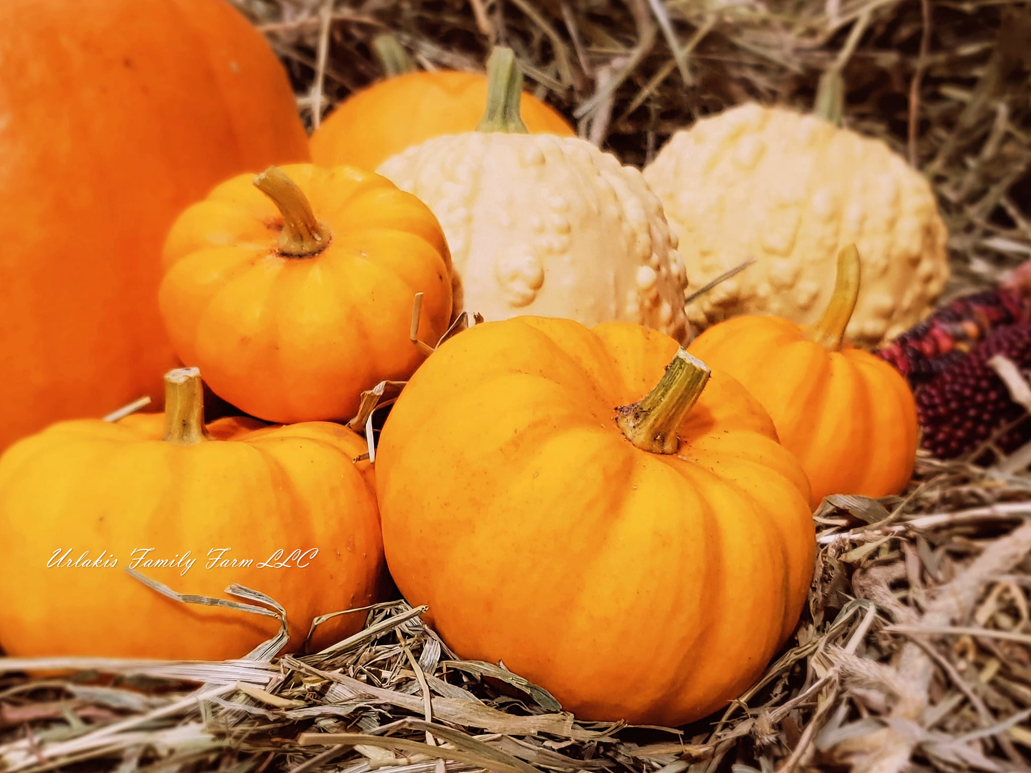 ©UrlakisFamilyFarm2025, unauthorized use prohibited