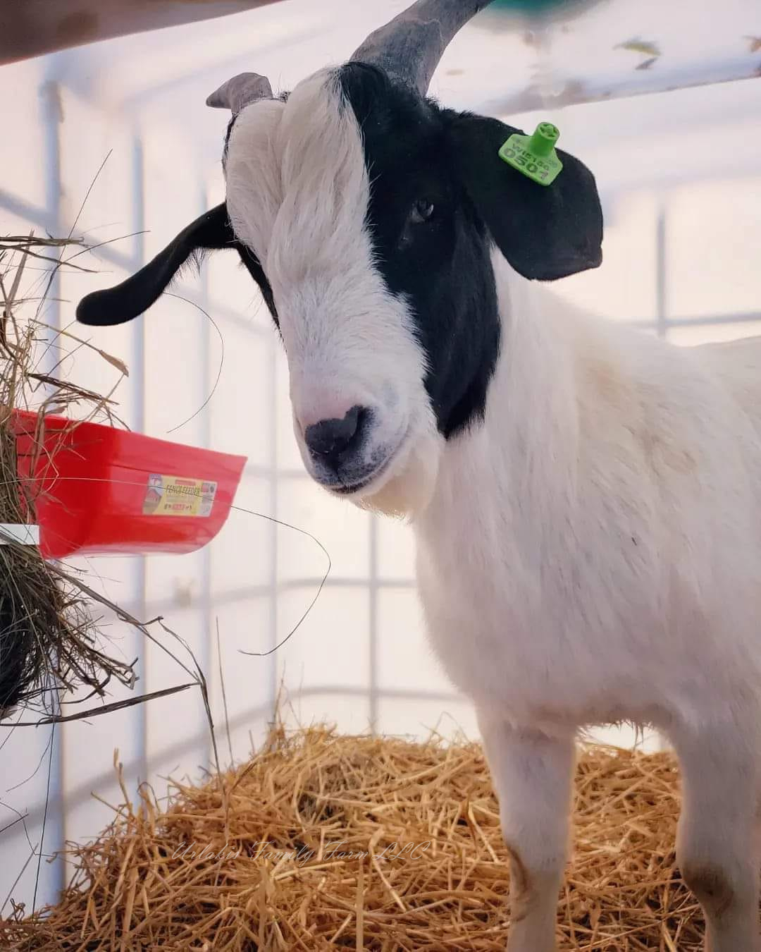 ©UrlakisFamilyFarm2025, unauthorized use prohibited